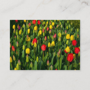 Colorful Tulips Business Card