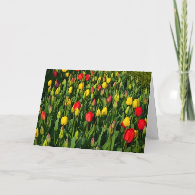 Colorful Tulips Card (Front)