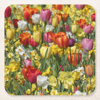 Colorful Tulips & Daffodils Flowers Paper Coaster