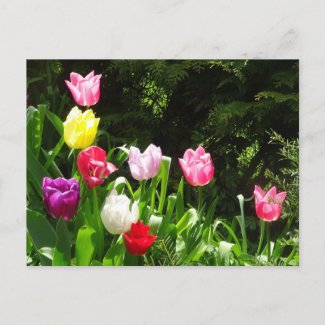Colorful Tulips DIY Postcard