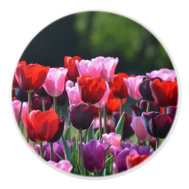 Colorful Tulips Dresser Knob (Front)