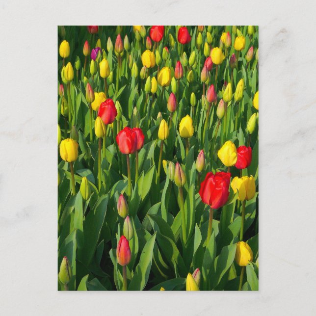 Colorful Tulips II Postcard (Front)