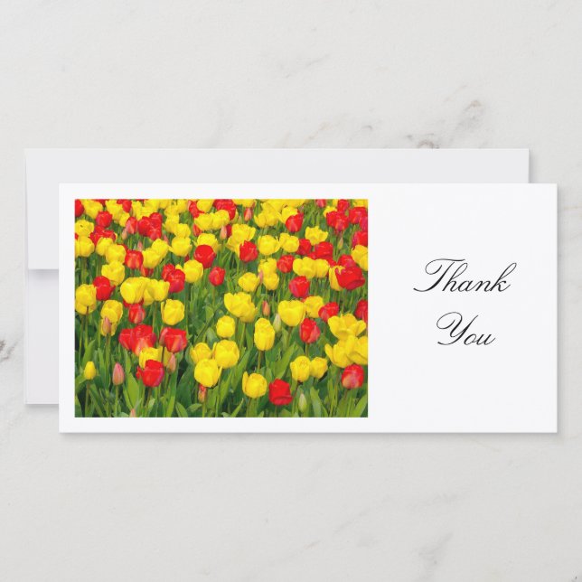 Colorful Tulips II - Thank You (Front)