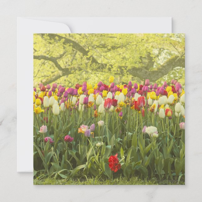 Colorful tulips in a park (Front)