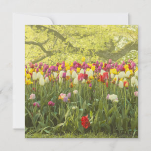Colorful tulips in a park