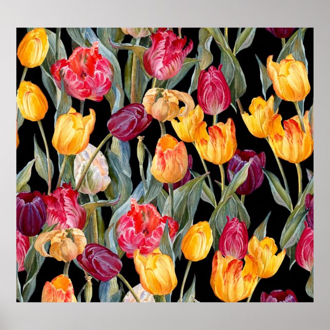 Colorful tulips, isolated black background. poster (Front)
