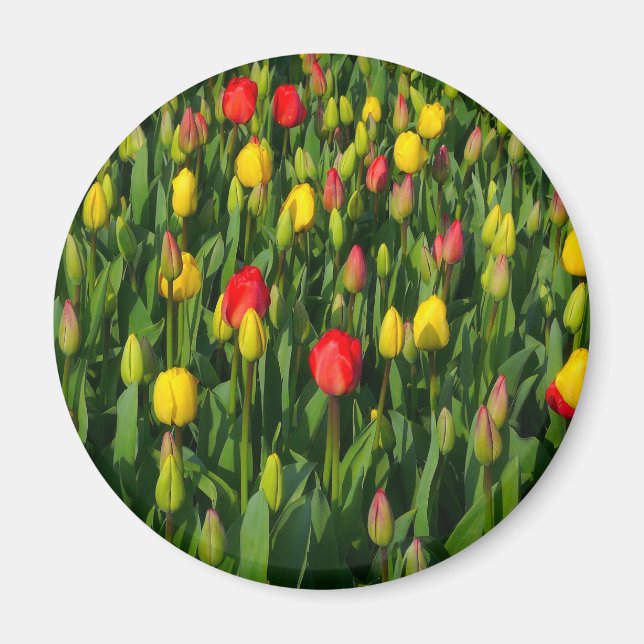 Colorful Tulips Magnet (Front)