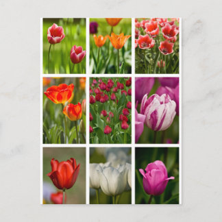 Colorful Tulips Postcard