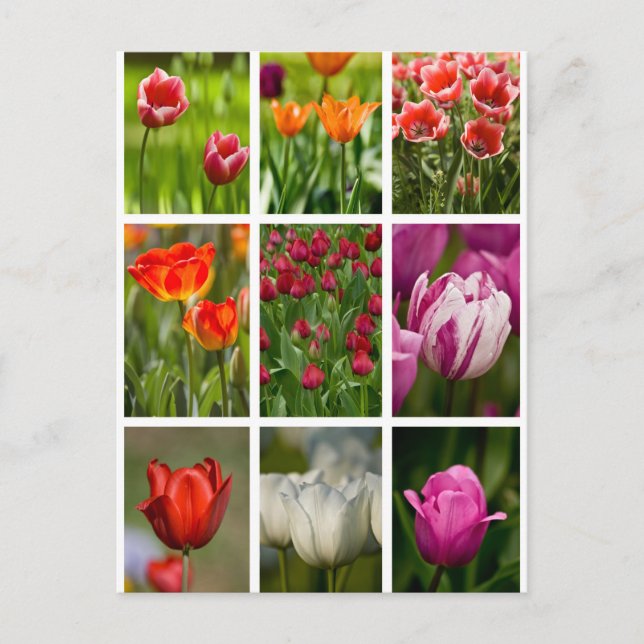 Colorful Tulips Postcard (Front)