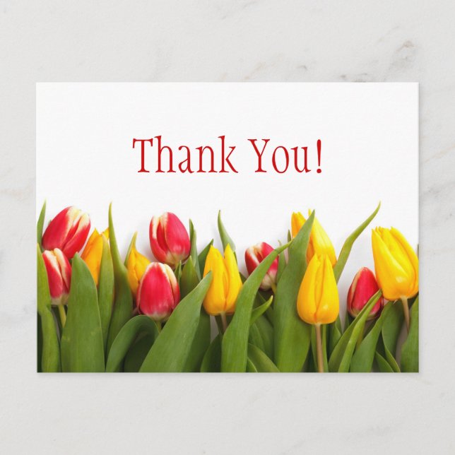 Colorful Tulips Postcard (Front)