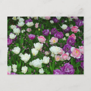 Colorful Tulips Postcard