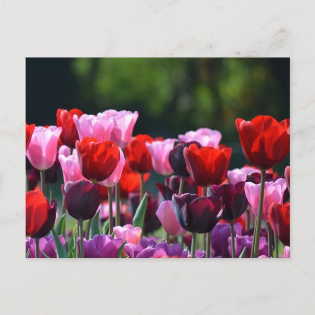 Colorful Tulips Postcard (Front)