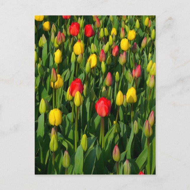 Colorful Tulips Postcard (Front)