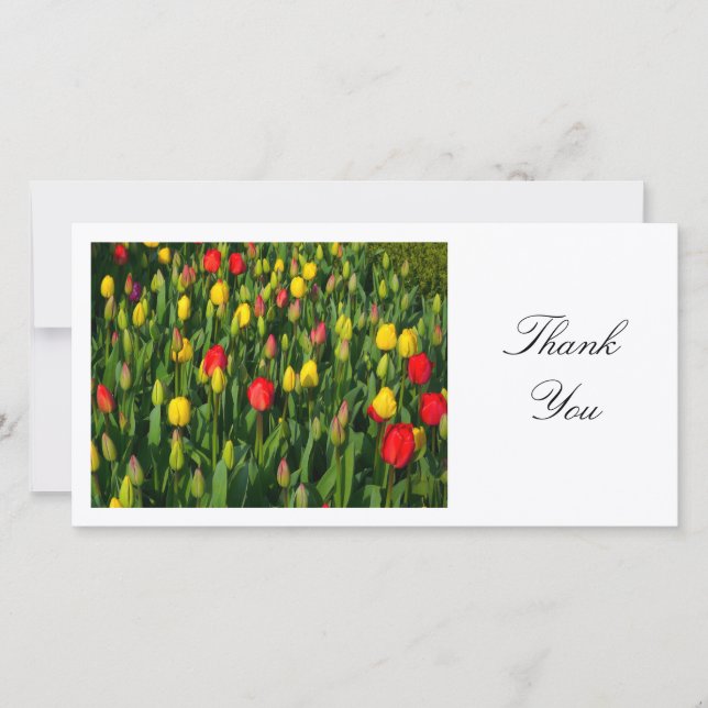 Colorful Tulips - Thank You Card (Front)