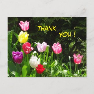 Colorful Tulips Thank You Postcard