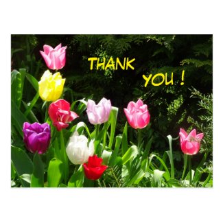 Colorful Tulips Thank You Postcard