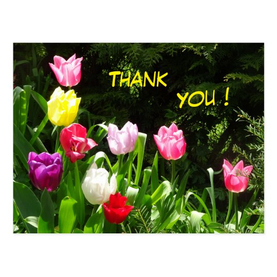Colorful Tulips Thank You Postcard | Zazzle.com