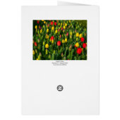 Colorful Tulips - Vertical Cards (Back)