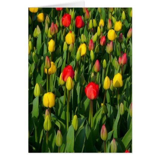 Colorful Tulips - Vertical Cards (Front)