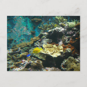 Colorful Undersea World/Coral Reef Marine Life l Postcard