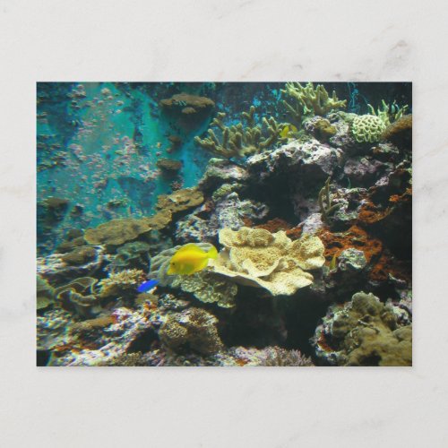Colorful Undersea WorldCoral Reef Marine Life l Postcard
