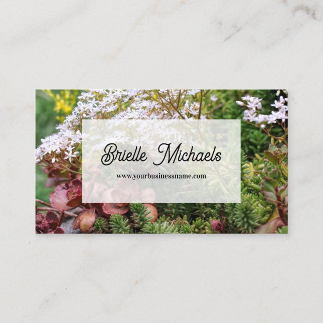 Colorful Variegated Sedum Stonecrop Succulents Business Card (Front)