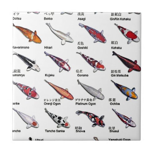 Colorful Varieties of Koi Fish Nishikigoi Drawing Tile