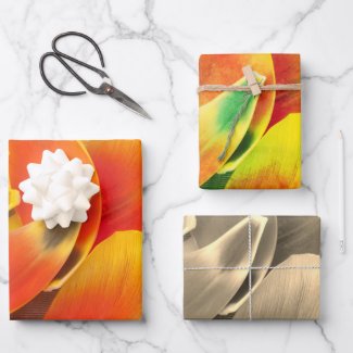 Colorful Variety Tulip Petal Photo All Occasion 