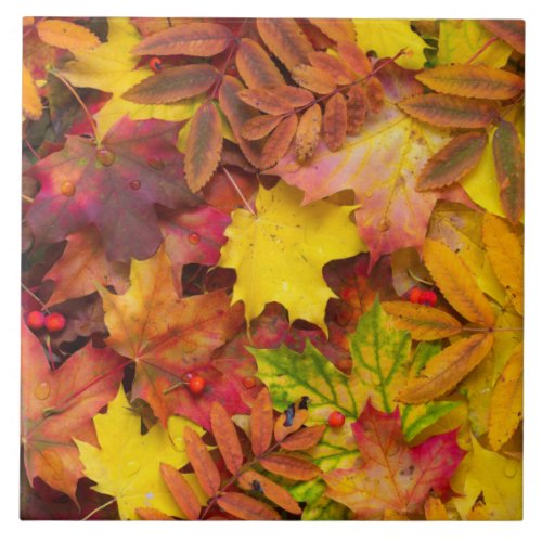 Colorful Vibrant Autumn Leaves Nature Photography Ceramic Tile