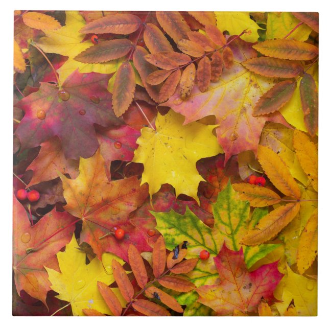 Colorful Vibrant Autumn Leaves Nature Photography Ceramic Tile (Front)