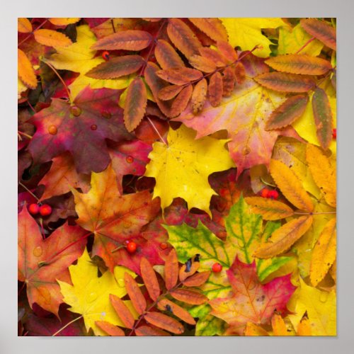 Colorful Vibrant Autumn Leaves Nature Photography Poster