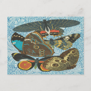 Colorful Vintage Butterfly Botanical Art Postcard