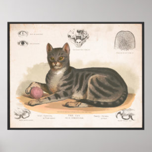 Colorful Vintage Cat Illustration Art Print