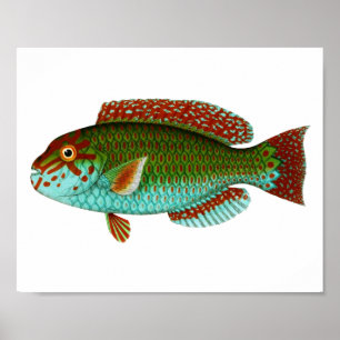 Colorful Vintage Fish Poster