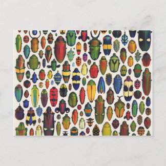 Colorful Vintage Illustrated Beetles Postcard
