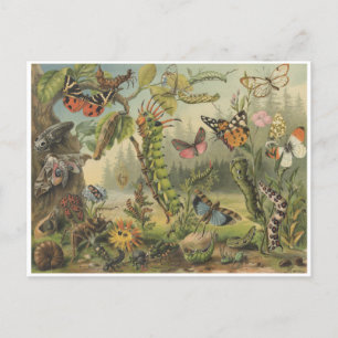 Colorful Vintage Insect Illustration Postcard