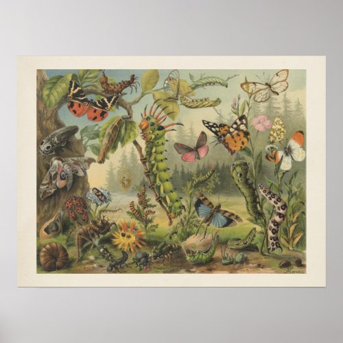 Colorful Vintage Insect Illustration Poster