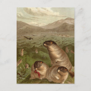 Colorful vintage marmot illustration card