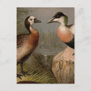 Colorful vintage painting of ducks postcard