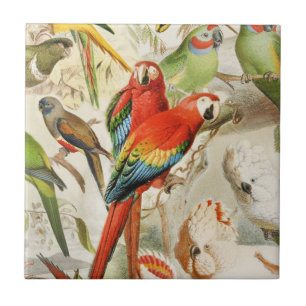 Colorful Vintage Red Tropical Birds Parrots Ceramic Tile