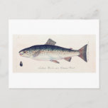 Colorful vintage salmon illustration card