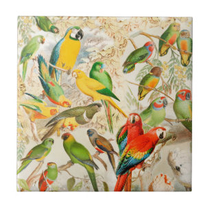 Colorful Vintage Tropical Birds Parrots Ceramic Tile
