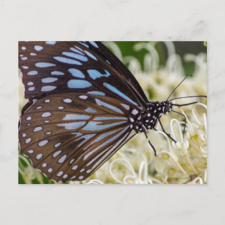 Colorful Visitor Postcard