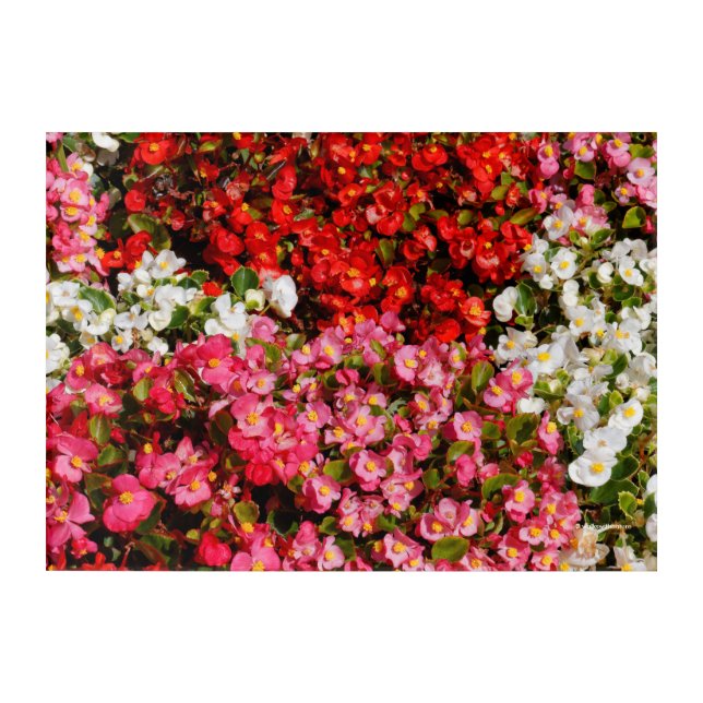 Colorful Wax Begonias Acrylic Print (Front)
