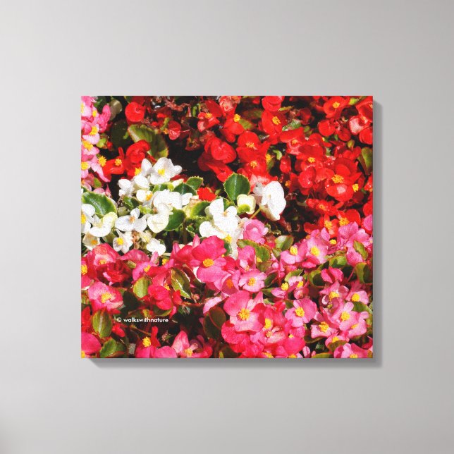 Colorful Wax Begonias Canvas Print (Front)