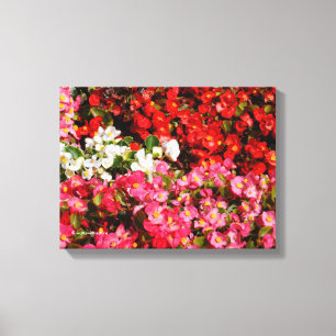 Colorful Wax Begonias Canvas Print