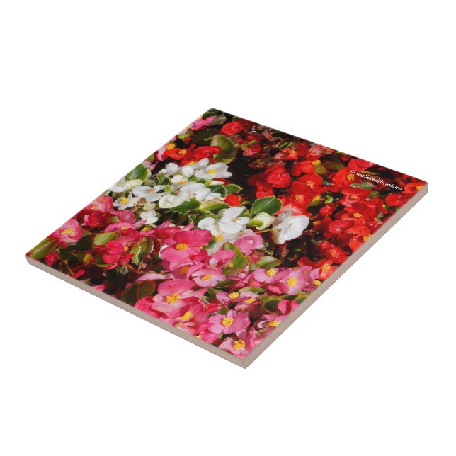 Colorful Wax Begonias Ceramic Tile (Side)