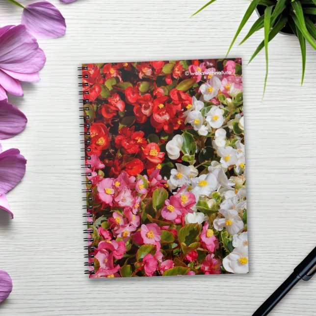 Colorful Wax Begonias Notebook (Colorful Wax Begonias Journal Cover Photo)