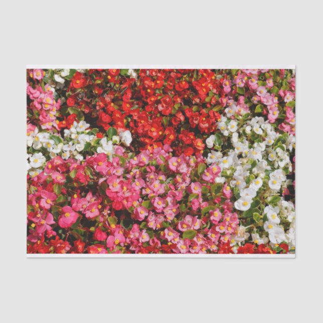 Colorful Wax Begonias Tissue Paper (Front)