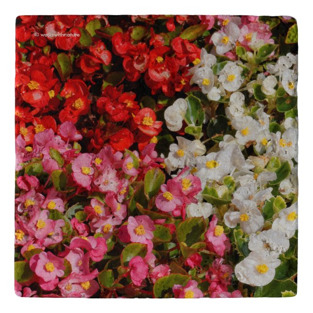 Colorful Wax Begonias Trivet (Front)